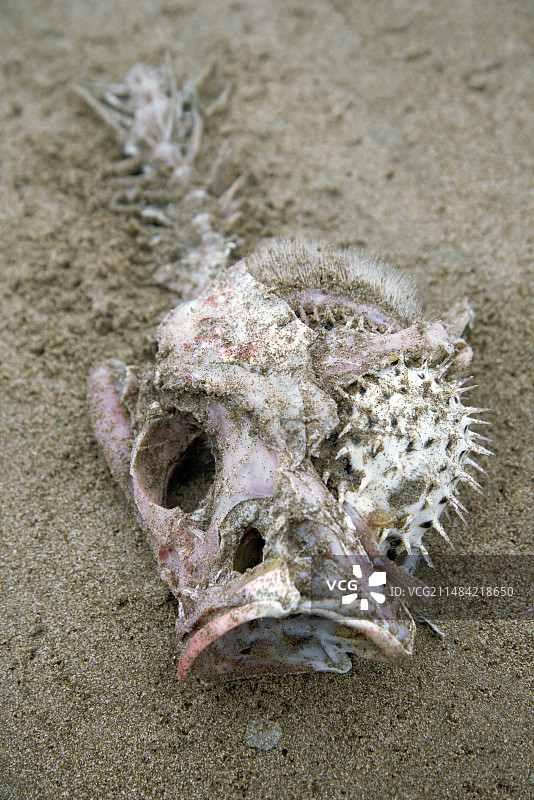 厄瓜多尔海滩上的死鱼图片素材