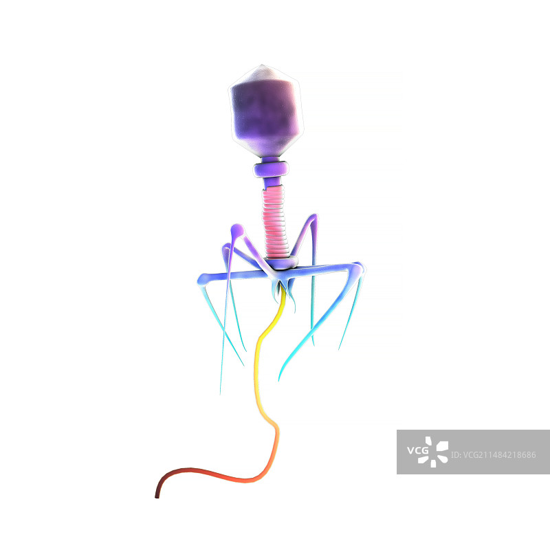 噬菌体插图图片素材