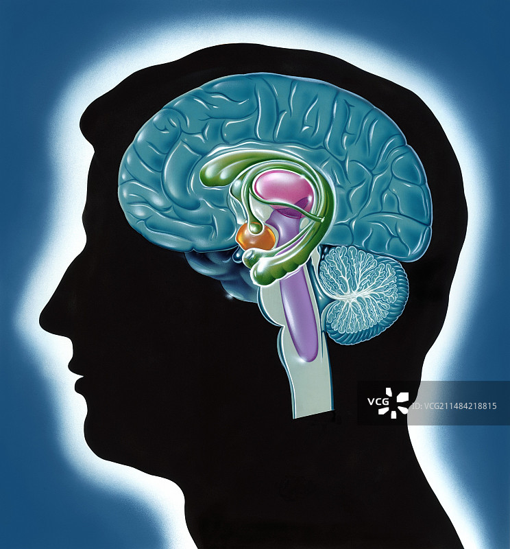 人脑解剖，插图图片素材