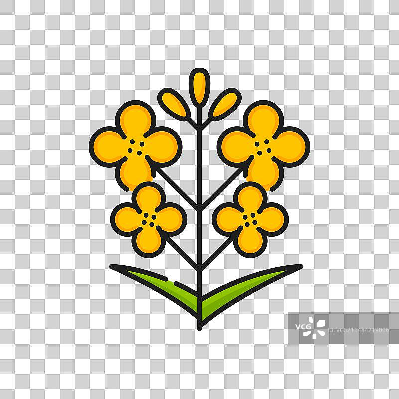 油菜籽植物线性图标图片素材