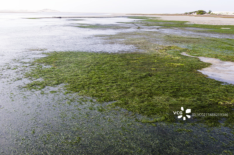 开普鳗草(Zostera capensis)图片素材