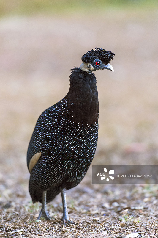 凤头珠鸡图片素材