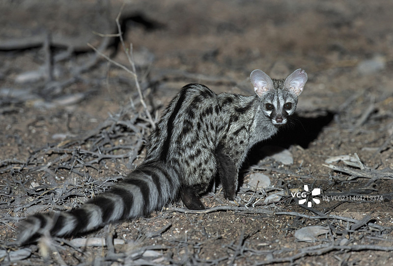 小斑点麝猫图片素材