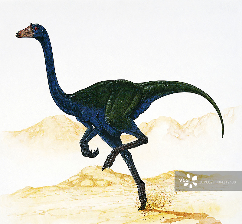 似鸵龙插画图片素材