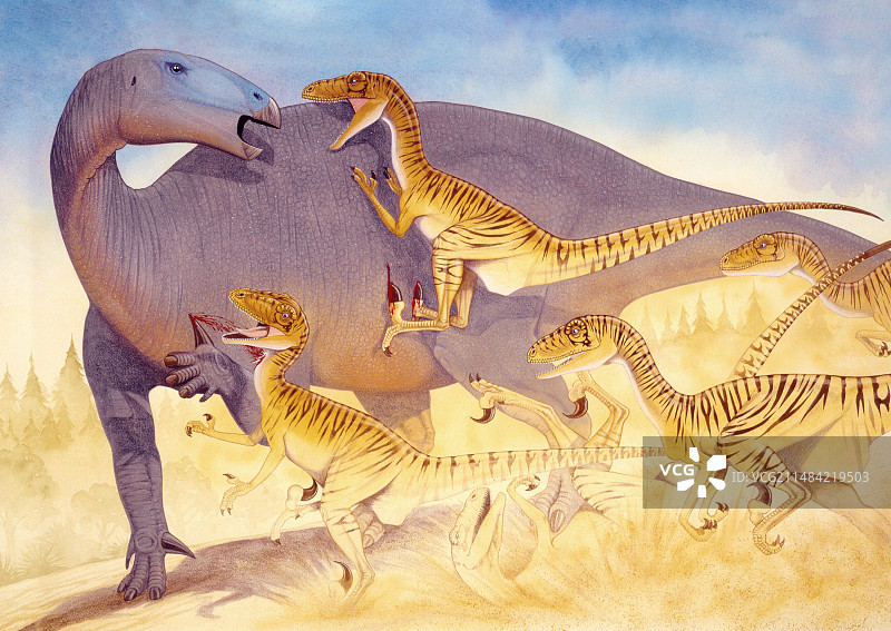 恐爪龙攻击插图图片素材