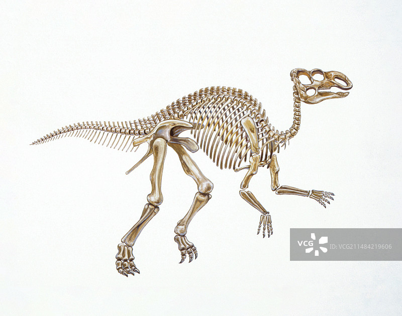 鸭嘴龙骨骼插画图片素材