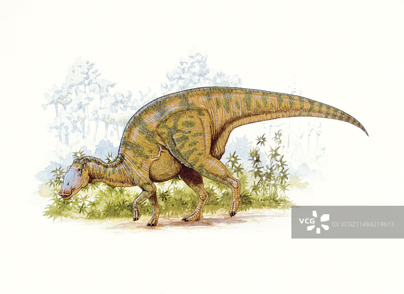 鸭嘴龙图示图片素材