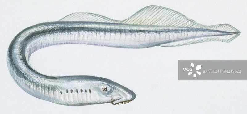 欧洲七鳃鳗插图图片素材