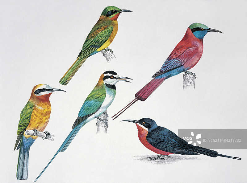 五只鸟插画图片素材