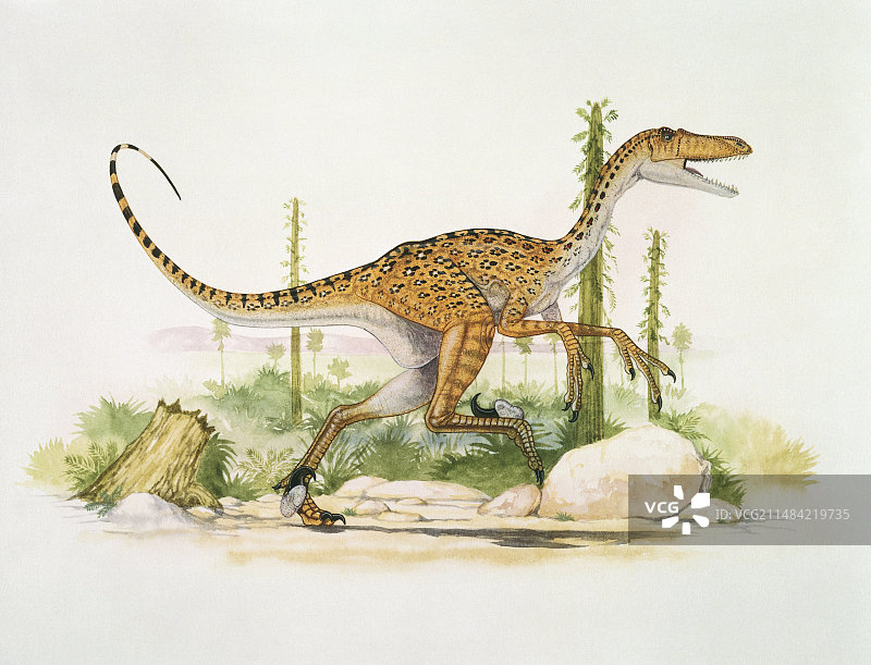 似鸵龙恐龙插图图片素材