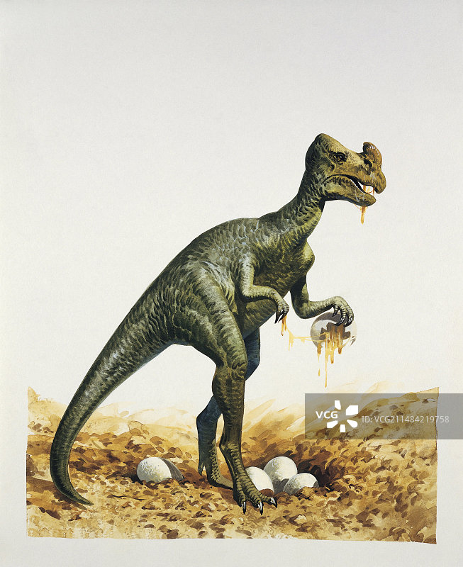 窃蛋龙插画图片素材