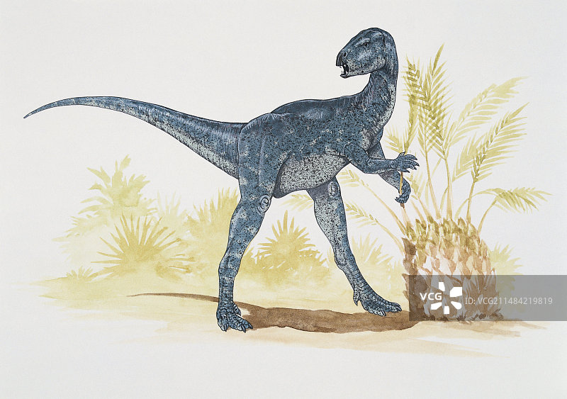 似剑齿龙插画图片素材