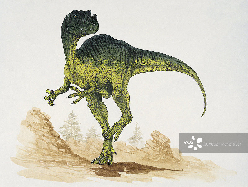 普罗角龙插图图片素材