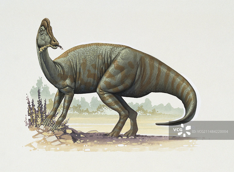 鸭嘴龙恐龙插图图片素材
