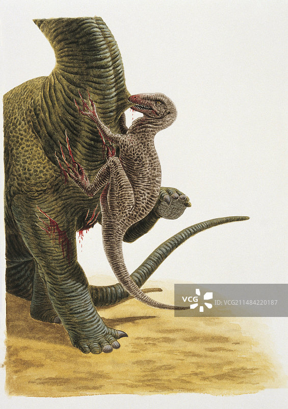 恐爪龙恐龙插图图片素材