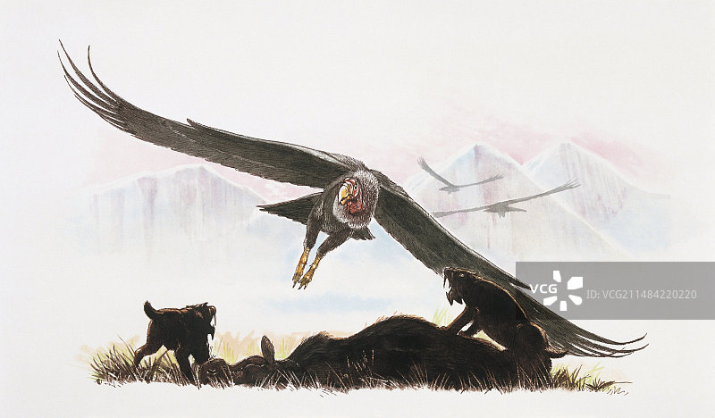 阿根廷巨鹰插画图片素材
