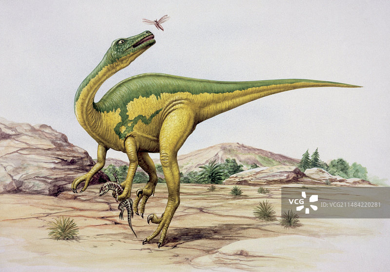 恐爪龙恐龙插画图片素材