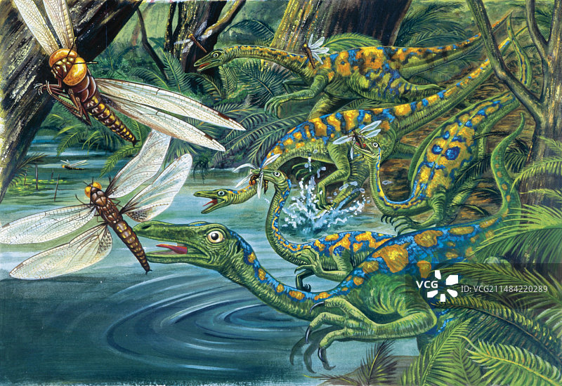 似鸵龙插画图片素材