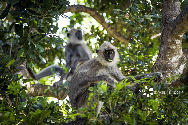 哈努曼叶猴进食图片素材