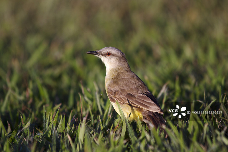 蛮横的牛图片素材