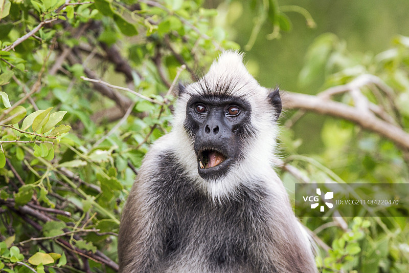 哈努曼叶猴图片素材