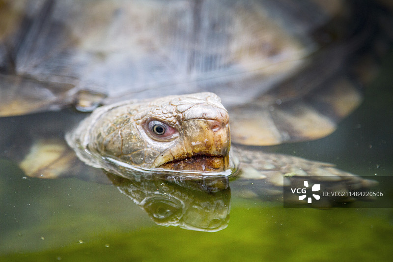 亚洲森林龟图片素材