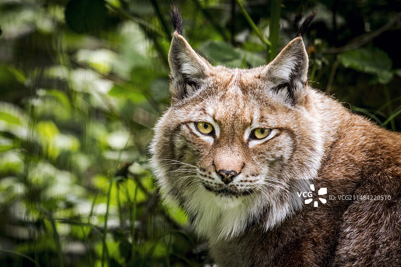 斯堪的纳维亚猞猁图片素材
