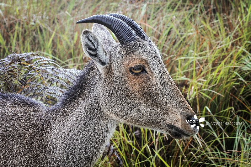 塔尔羊图片素材