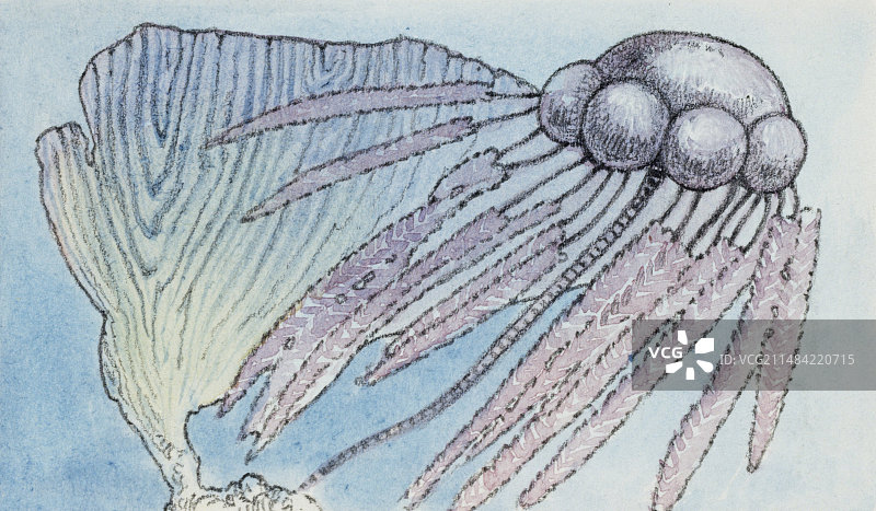 笔石插图图片素材