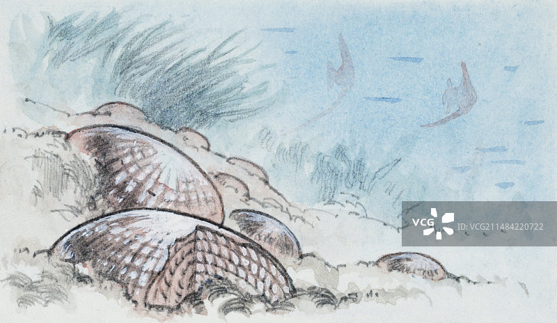 货币虫的栖息地，插图图片素材