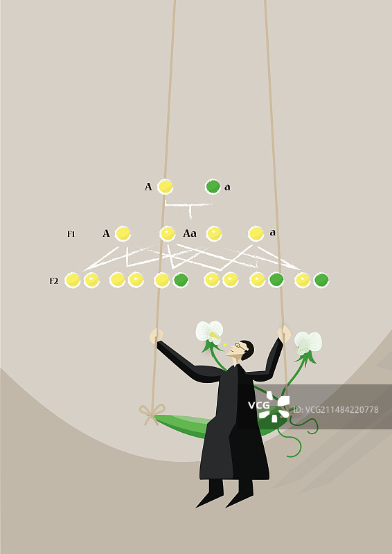 格雷戈尔·孟德尔，奥地利植物学家图片素材