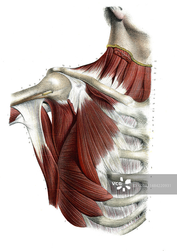 胸部和肩部肌肉插图图片素材
