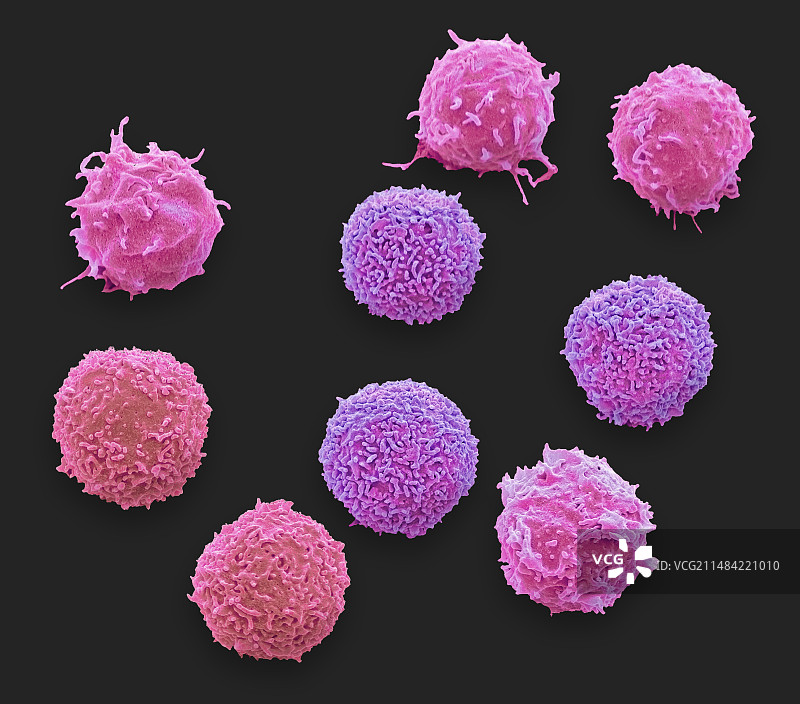 白细胞图片素材