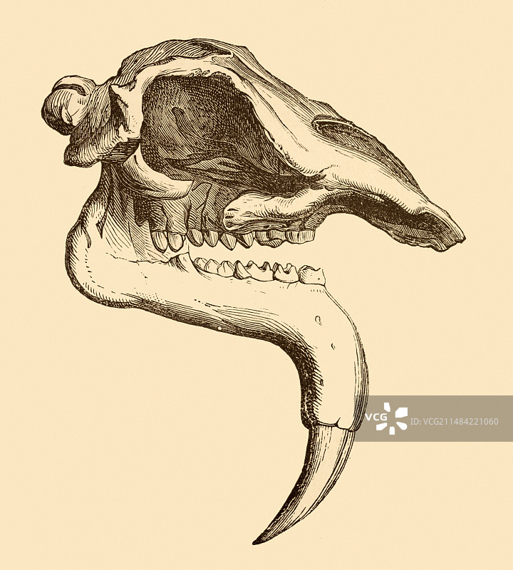 恐象头骨绘画图片素材
