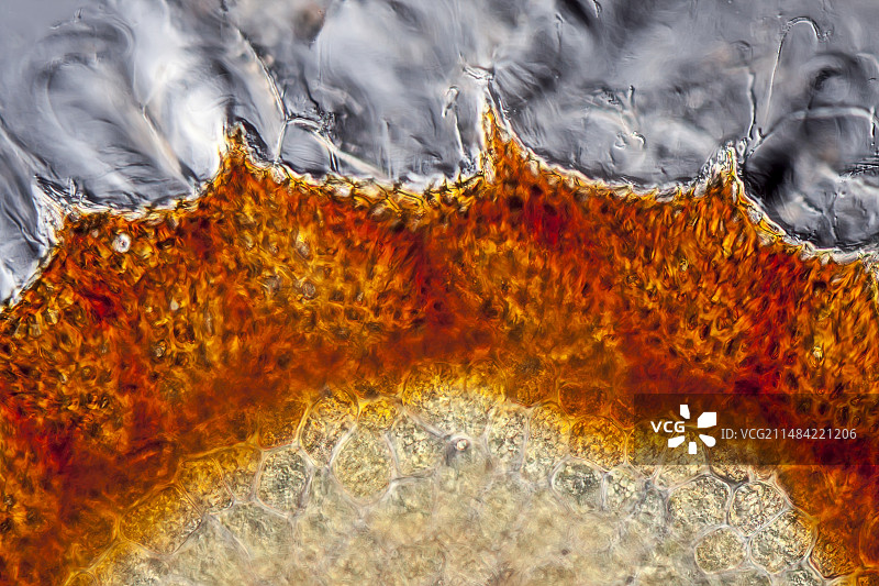 黑芥末籽图片素材