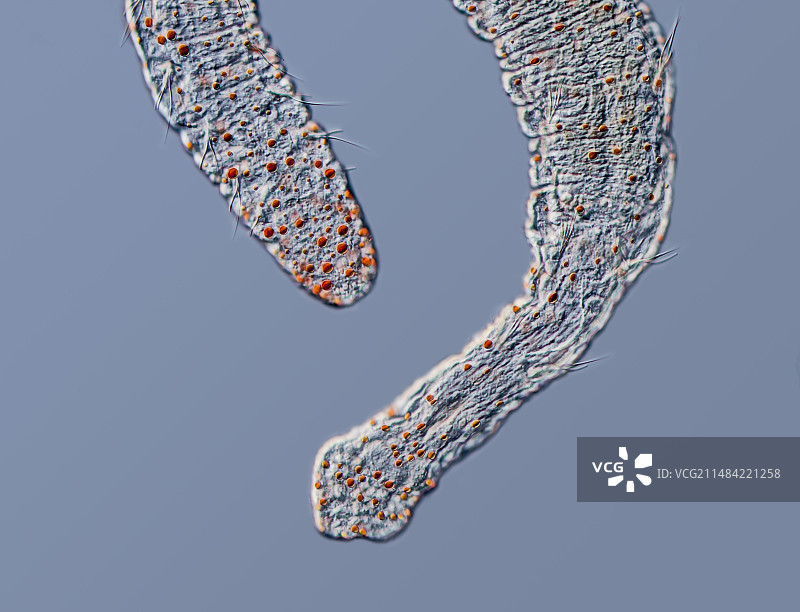 奥洛索玛油点蠕虫，LM图片素材
