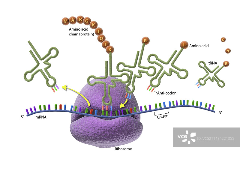 核糖体与蛋白质合成图图片素材