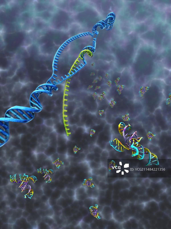 产生tRNA的转录艺术作品图片素材