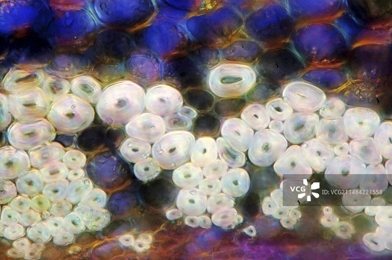 樱花树茎的显微照片图片素材