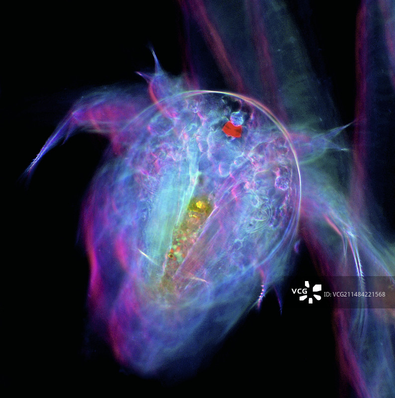 桡足类幼虫显微照片图片素材