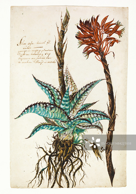 虎 Aloe，17世纪图片素材