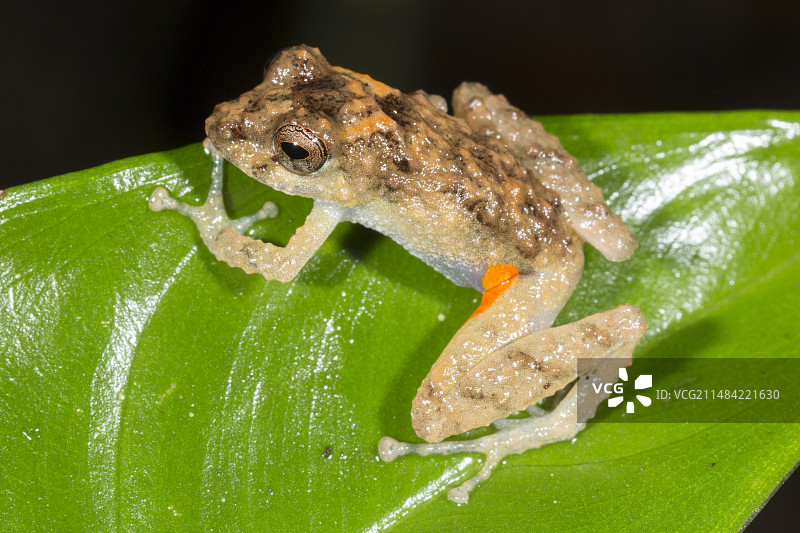 橙色股沟雨蛙图片素材
