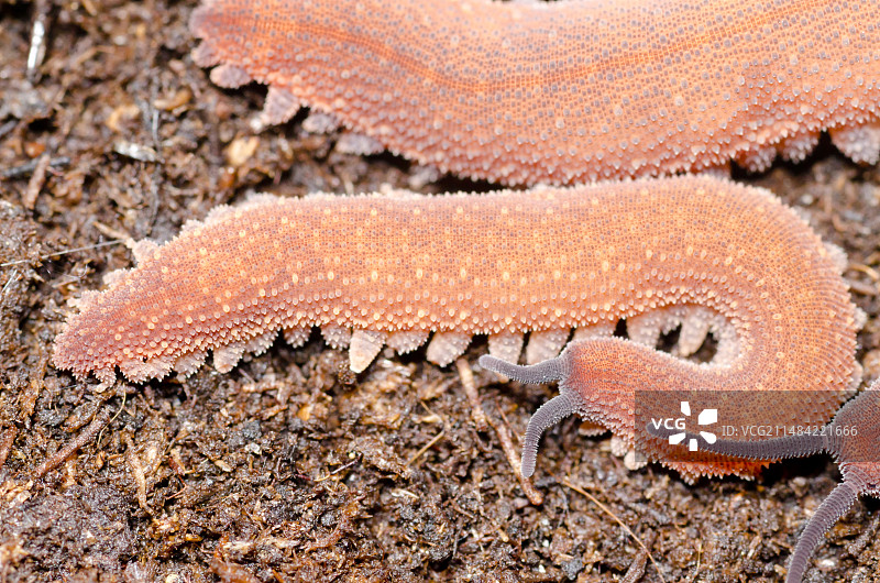 哥斯达黎加丝绒虫图片素材