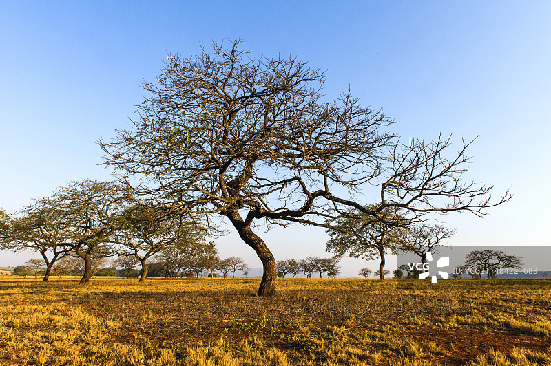 斯威士兰开阔林地中的树木图片素材
