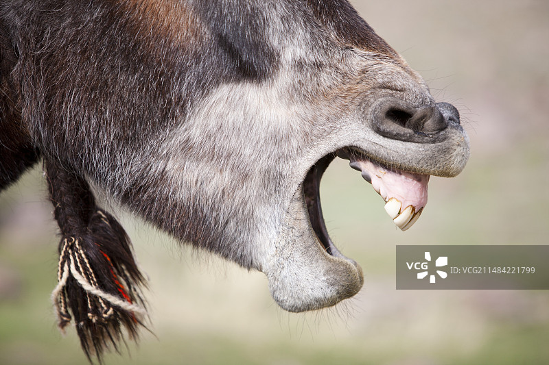 骡子嘴图片素材