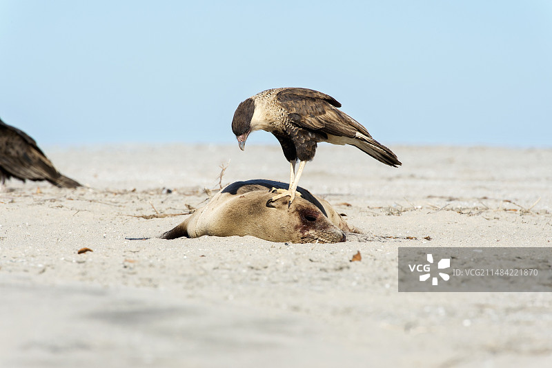 北冠卡拉鹰在动物尸体上图片素材