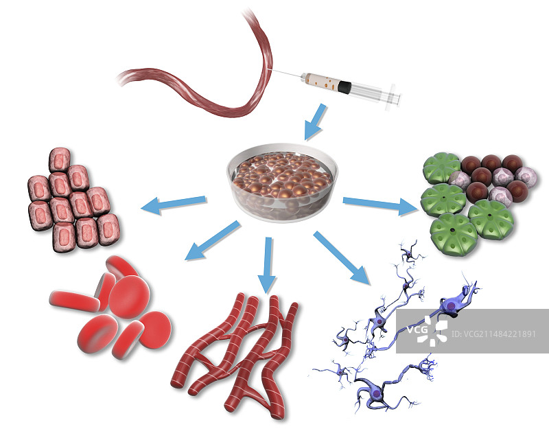 全能干细胞，图示图片素材