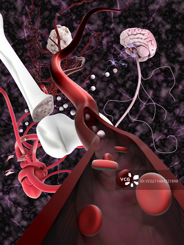 干细胞和组织类型图图片素材