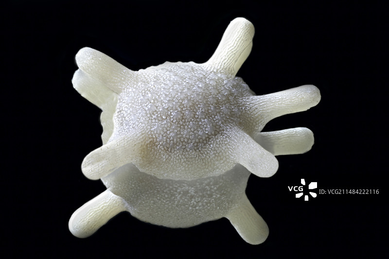 有孔虫图片素材