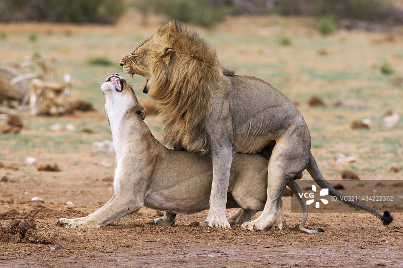 非洲狮交配图片素材